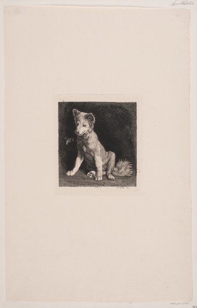 Il cane e l