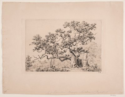 La quercia reale da Axel Schovelin