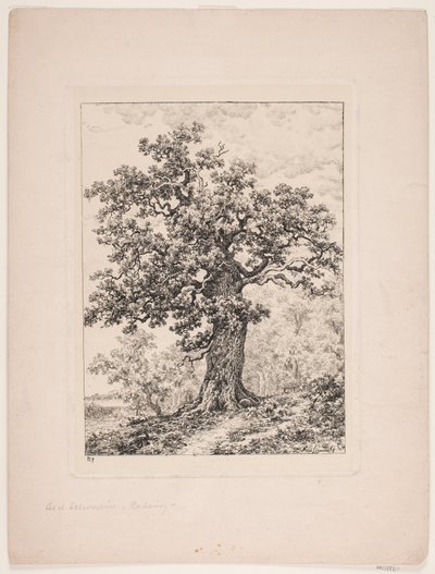 La quercia di Niels Ebbesen. Bosco di Gyllingnæs da Axel Schovelin