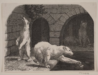 Orsi nel Jardin des Plantes da Axel Theodor Kittendorff