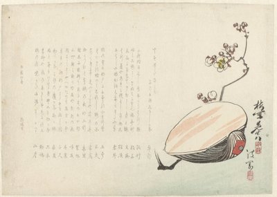 Conchiglia da Ayaoka Yûshin