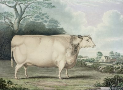 La mucca Habertoft Short Horned Prize, incisa da C. Hunt, 1842 da B. Hubbard
