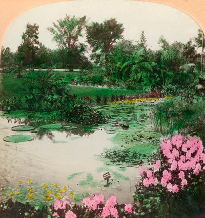 Stagno di gigli, Tower Grove Park, St. Louis, Mo., U.S.A., 1897 da B. L. Singley