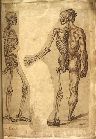 Scheletro umano e mezza figura, da 