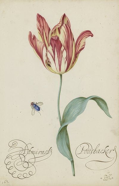 Studio di un tulipano e una mosca da Balthasar van der Ast