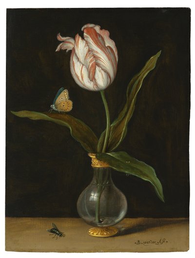 Il tulipano 