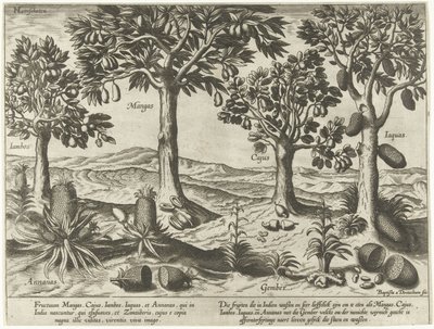 Alberi da frutto e arbusti delle Indie Orientali da Baptista van Doetechum