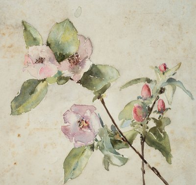Rami di fiori rosa da Barbara Leigh Smith Bodichon