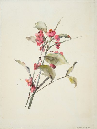 Fiori rosa da Barbara Leigh Smith Bodichon