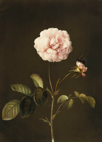 Una rosa gallica con un bombo da Barbara Regina Dietzsch