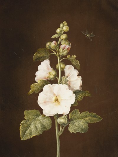Un alcea da Barbara Regina Dietzsch