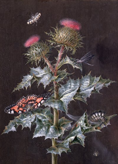 Studio di un cardo con insetti da Barbara Regina Dietzsch
