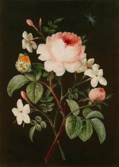 Composizione di rose e gelsomino da Barbara Regina Dietzsch
