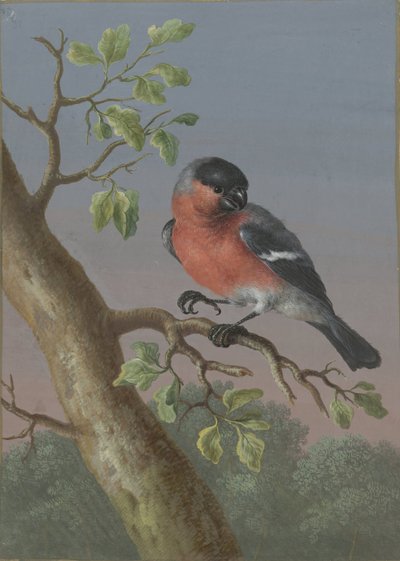 Goudvink Quattro gouache di uccelli (titolo della serie) da Barbara Regina Dietzsch