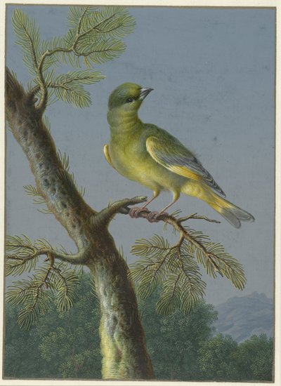 Verdone (serie di quattro gouache di uccelli) da Barbara Regina Dietzsch