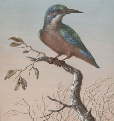 Martin pescatore da Barbara Regina Dietzsch