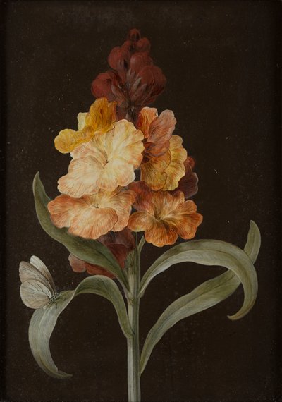 Set di quattro nature morte con farfalle da Barbara Regina Dietzsch