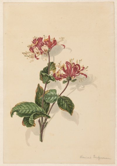 Ramo di caprifoglio selvatico (Lonicera periclymenum) da Barend Hendrik Thier