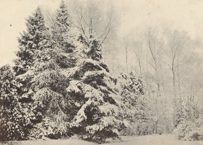 Paesaggio di abeti sotto la neve da Baron A. Fays