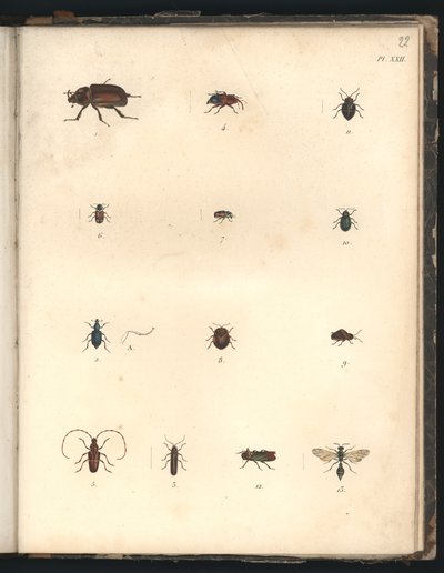 Coleotteri e vespe, Pl.XXII, illustrazione da 