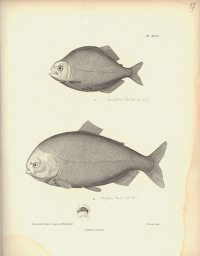 Characidae, Pl. XLVII, inciso in acciaio da Coutant dopo un