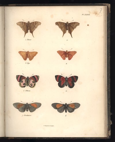 Lepidotteri, Pl. XXXVII, illustrazione da 