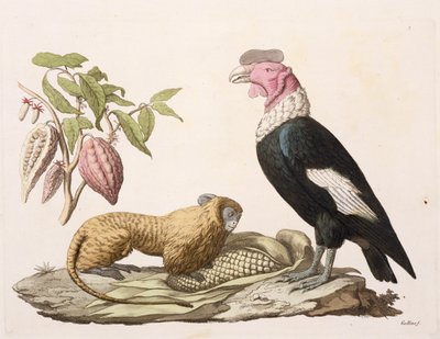 Scimmia leone e condor, nativi del Cile o dell