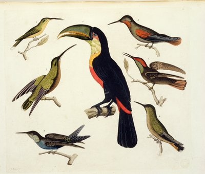 Uccelli nativi, incluso il Tucano (centro), Amazzonia, Brasile, da 