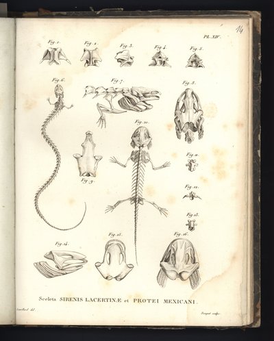 Sceleta Strenis Lacertinae et Protei Mexicani, tavola XIV, Osteologia della sirenomelia e axolotl da Baron Friedrich Alexander von Humboldt