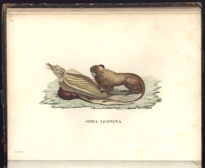 Simia leonina, Pl.V, illustrazione da Beobachtungen aus der Zoologie und Vergleichenden Anatomie da Baron Friedrich Alexander von Humboldt