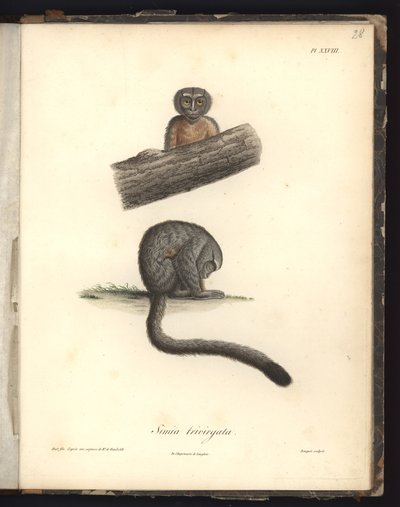 Simia trivirgata, Pl.XXVIII, incisione in acciaio di Louis Bouquet (1765-1814) dopo un