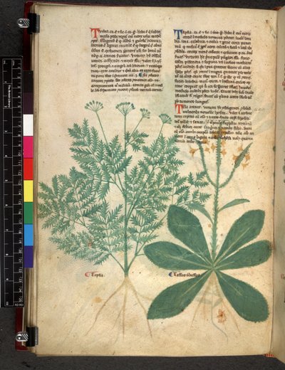 Egerton 747 f.101v Tractatus de Herbis, c.1280-1310 da Bartholomaei Mini de Senis