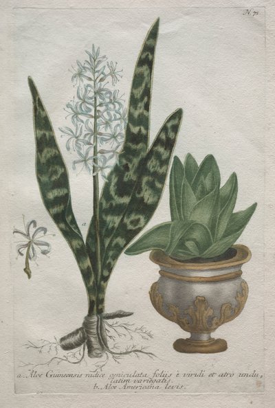 Aloe da Bartholomaus Seutter