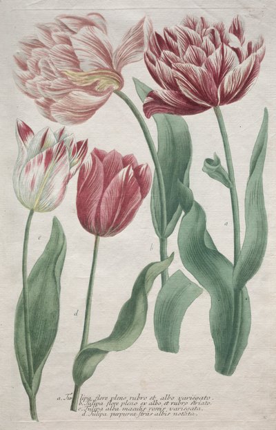 Tulipani da Bartholomaus Seutter