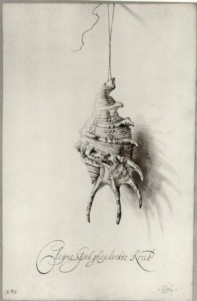 Olandese: Studio di conchiglia "Cleijne Geel ghepleckte Krab" appesa a un filo Conchiglia da un album da Bartholomeus Assteyn