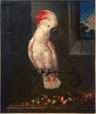 Pappagallo bianco da Bartolomeo Bimbi
