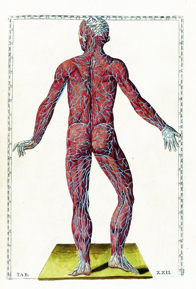 Tabulae anatomicae da Bartolomeo Eustachi