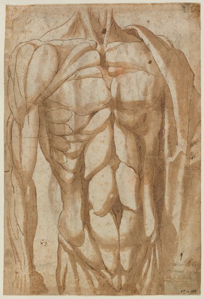 Studio di un Torso Scorticato (verso) da Bartolommeo da Arezzo