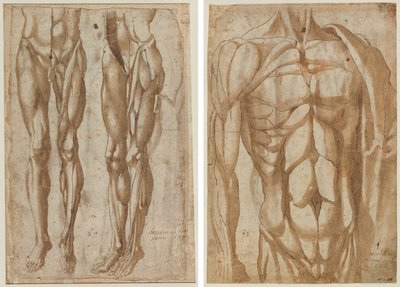 Due Studi di un Uomo Scorticato (recto) (dettaglio) da Bartolommeo da Arezzo