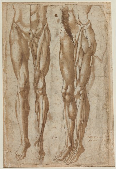 Due studi di un uomo scorticato recto studio di un torso scorticato verso, 1554 da Bartolommeo da Arezzo