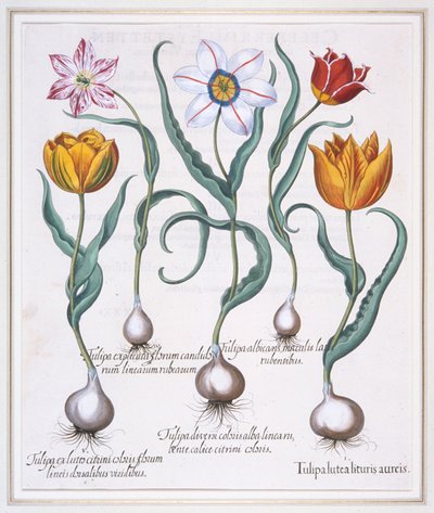 Tulipa Lutea Lituris Aureis, tulipano giallo spezzato tipo sylvestris, 1613 da Basil Besler