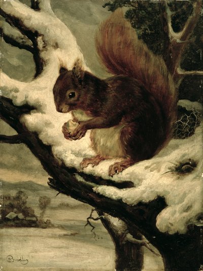 Uno scoiattolo rosso che mangia una noce da Basil Bradley