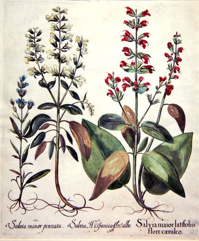Specie di Salvia (incisione colorata a mano) da Basilius (after) Besler