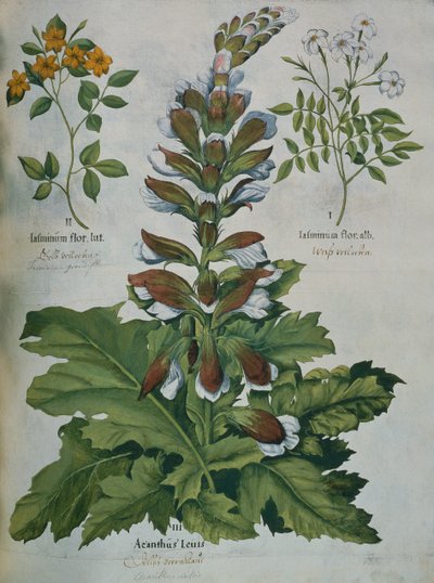 Una foglia dal 