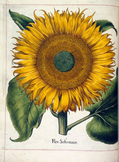 Un girasole (flos slois major), da 