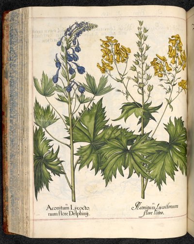 Aconitum lycoctonum (Aconito) da Hortus Eystettensis, Basilius Besler da Basilius Besler