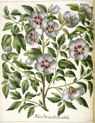 Alcca Syriaca, da 