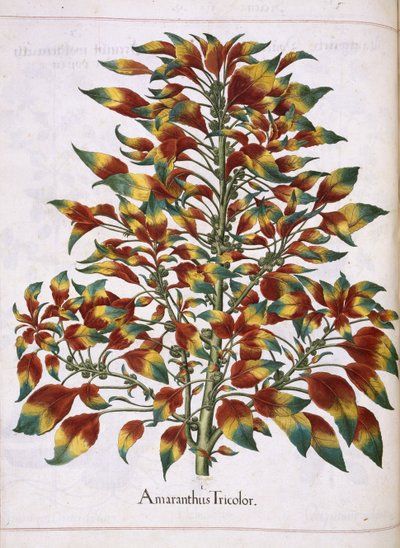 Amaranto tricolore, da 