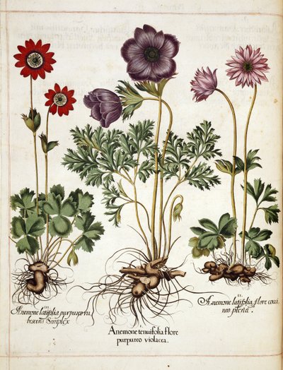 Anemone, da 