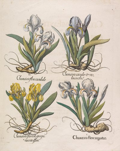Chamaeiris flore da Basilius Besler